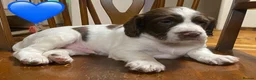 Sprocker dogs for sale: Sproker puppies born 21/9/2026 - Advert 14