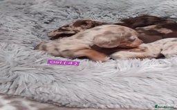 Miniature Dachshund dogs for sale: KC, PRA, STUNNING LITTER MIN,DASH😍 - Image 6