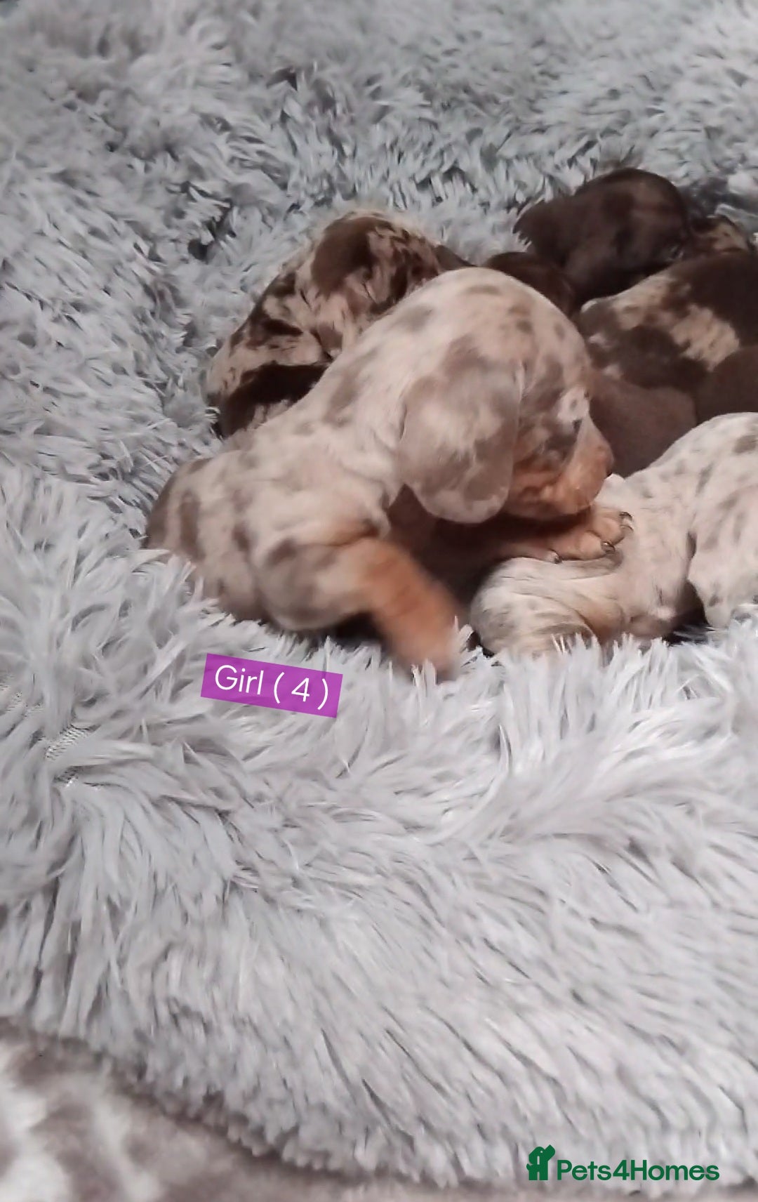 Miniature Dachshund dogs for sale: KC, PRA, STUNNING LITTER MIN,DASH😍 - Image 6