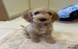 Goldendoodle dogs for sale: ⭐️ F1 Outstanding Golden Doodles ⭐️ - Image 2