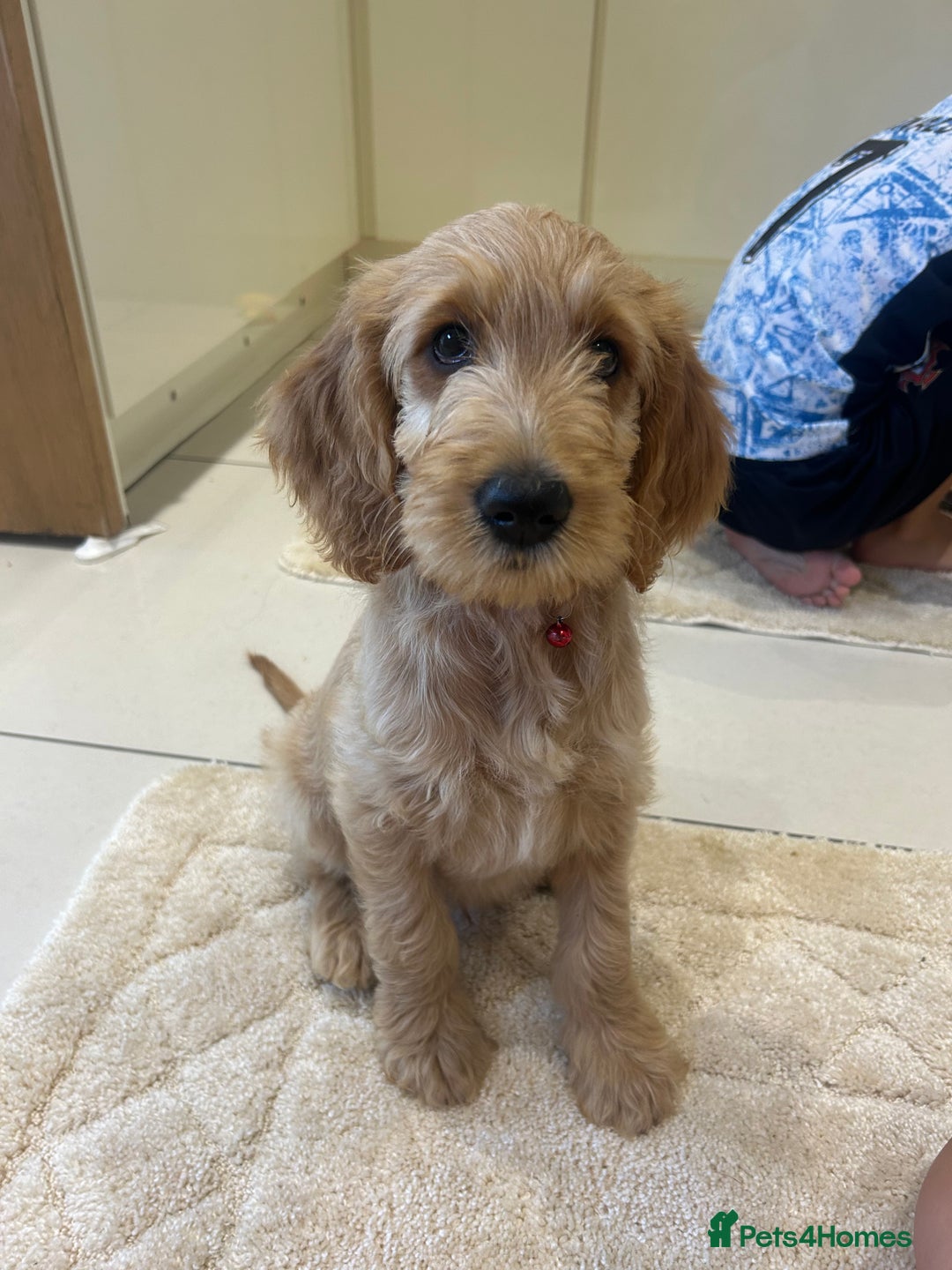 Goldendoodle dogs for sale: ⭐️ F1 Outstanding Golden Doodles ⭐️ - Image 2