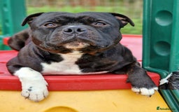 Staffordshire Bull Terrier dogs for sale: Are You Ready To Meet Your New Bestfriend? 🐾 - Image 14