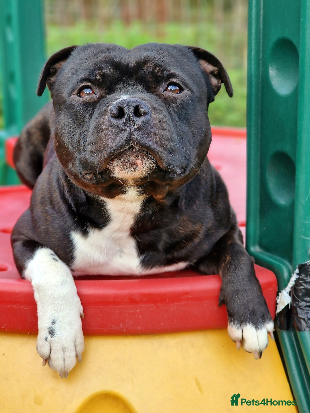 Staffordshire Bull Terrier dogs for sale: Are You Ready To Meet Your New Bestfriend? 🐾 - Image 14