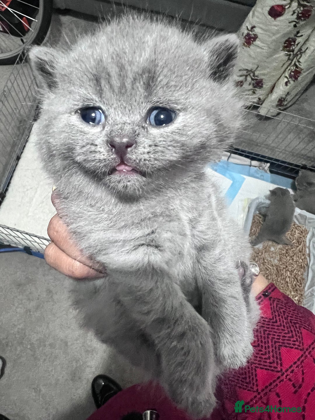British Shorthair cats for sale: 3 British short hair kittens - Advert 5