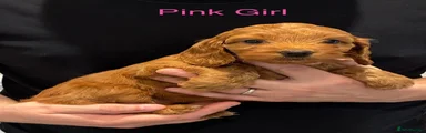 Pink Girl