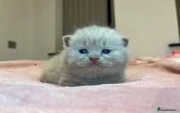 Brazilian Shorthair cats for sale: Pedigree British Shorthair Kittens Golden & Lilac - Image 20