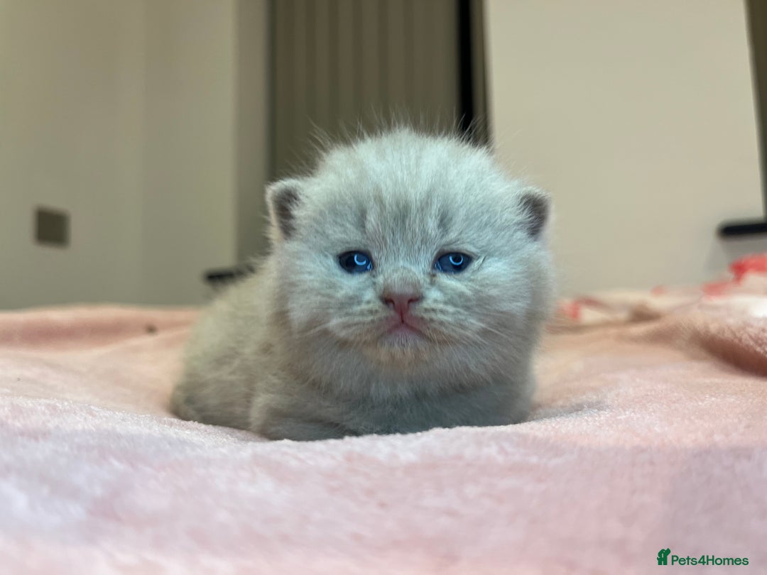 Brazilian Shorthair cats for sale: Pedigree British Shorthair Kittens Golden & Lilac - Image 20