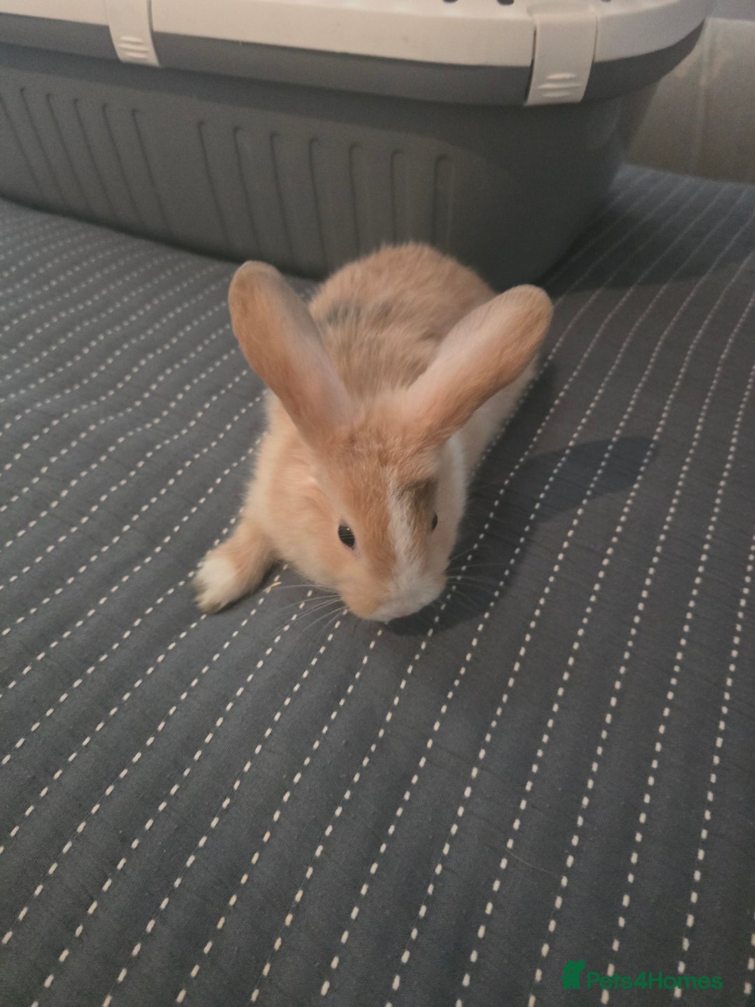 Mixed Breed rabbits for sale: Baby Bunnies - Advert 5