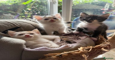 Mixed Breed cats - Advert 7