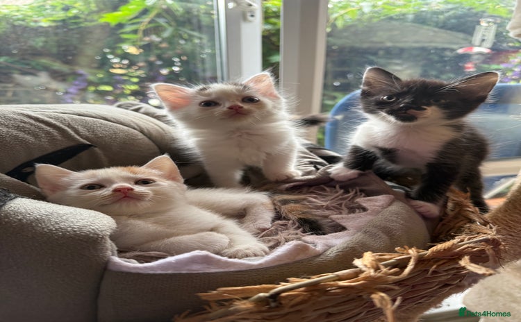 Mixed Breed cats - Advert 16