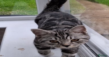 British Shorthair cats - Advert 1