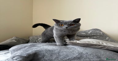 British Shorthair cats - Advert 4