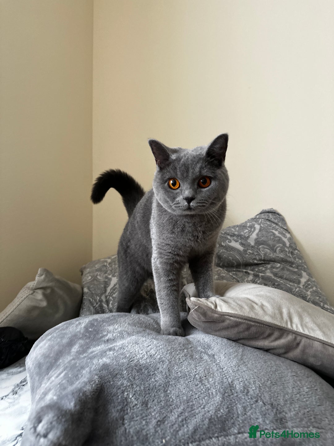 British Shorthair cats for sale: Adorable & Playful British Shorthair! - Image 2