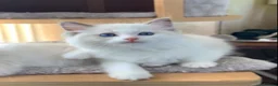 Ragdoll cats for sale: 🌟Beautiful registered Ragdoll kittens🌟 - Advert 22