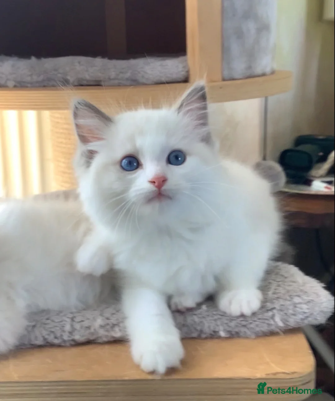 Ragdoll cats for sale: 🌟Beautiful registered Ragdoll kittens🌟 - Advert 22