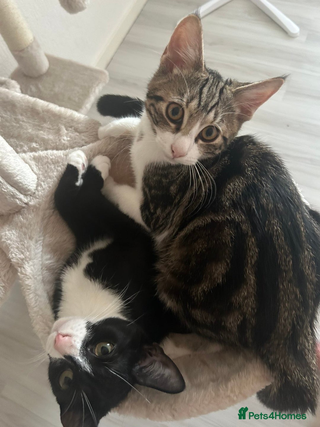 Mixed Breed cats for sale: 2 kittens  - Image 2