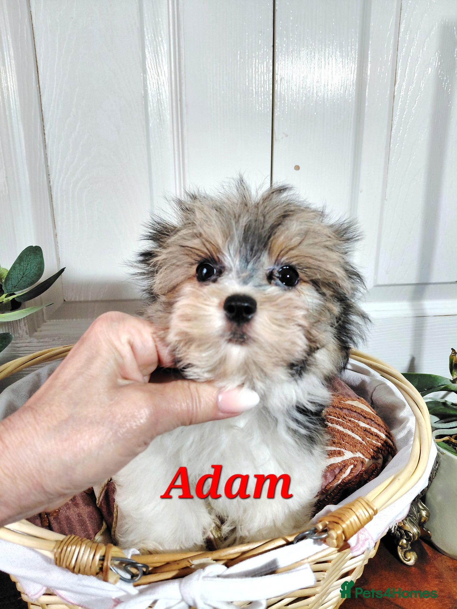 Biewer Terrier dogs Exceptional Hypoallergenic Biewer Terriers yorkie - Advert 2