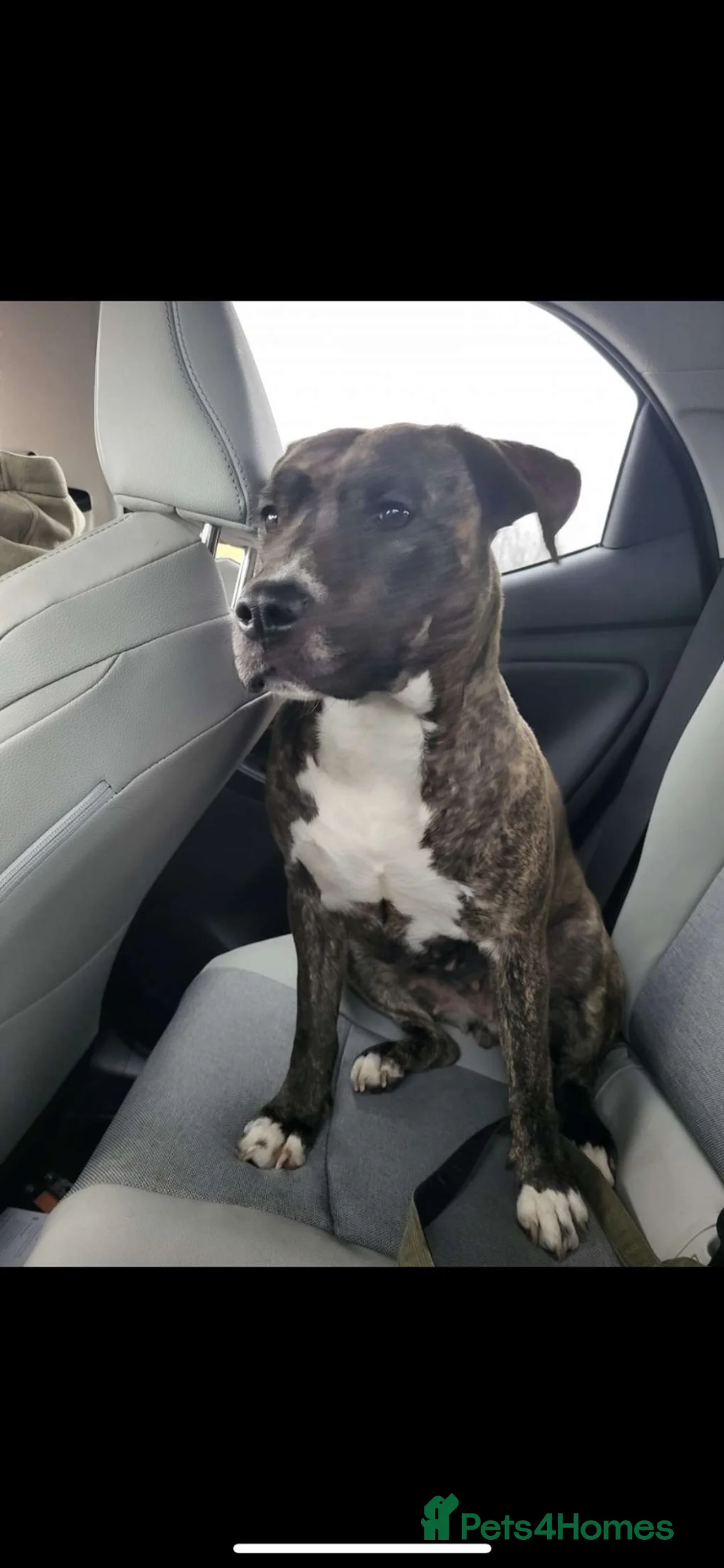 Mixed Breed dogs for sale: JADA (loving staff cross)  in Basingstoke - Advert 6
