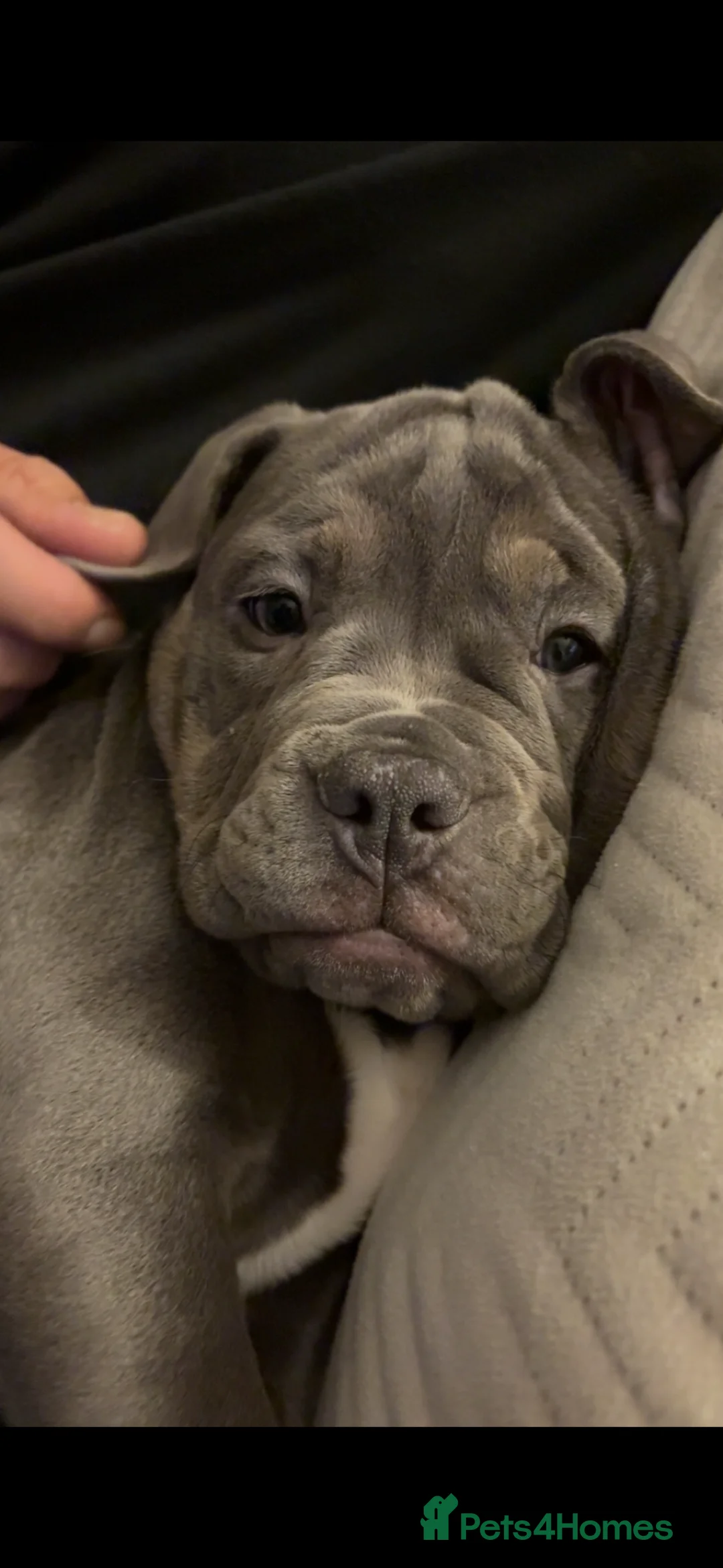 Old Tyme Bulldog dogs for sale: 12 week old beautiful old tyme English bulldog  - Advert 3