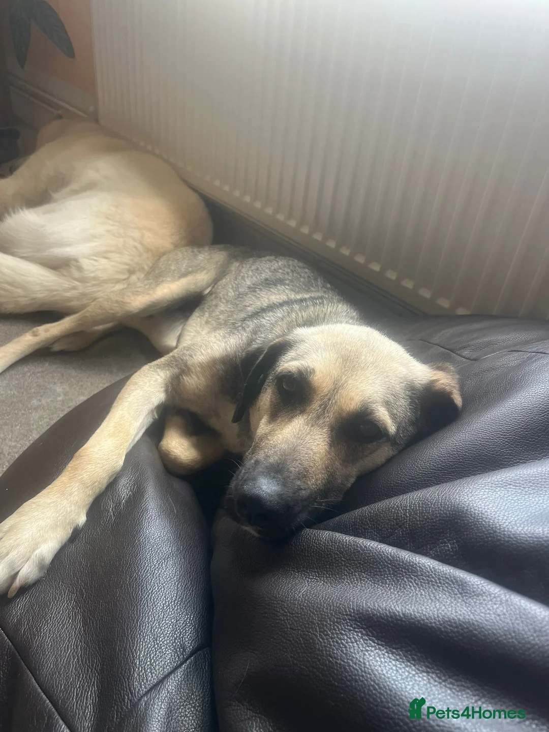 Mixed Breed dogs for adoption: Lovely Lara 🩷 in Oxford - Advert 2