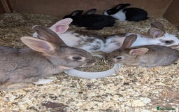 Mixed Breed rabbits for sale: Lots of bunnies for sale  - Image 2