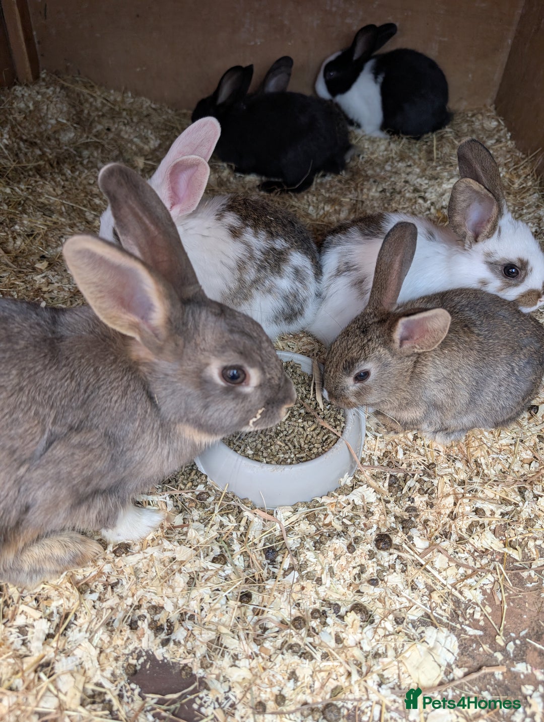 Mixed Breed rabbits for sale: Lots of bunnies for sale  - Image 2