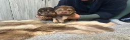 Shar Pei dogs for stud: Choc and tan top quality Sharpei stud  - Advert 31