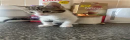Mixed Breed cats for sale: Cute mixed kittens calico  - Advert 19