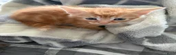 Mixed Breed cats for sale: Kittens for sale in Alfreton - Advert 7