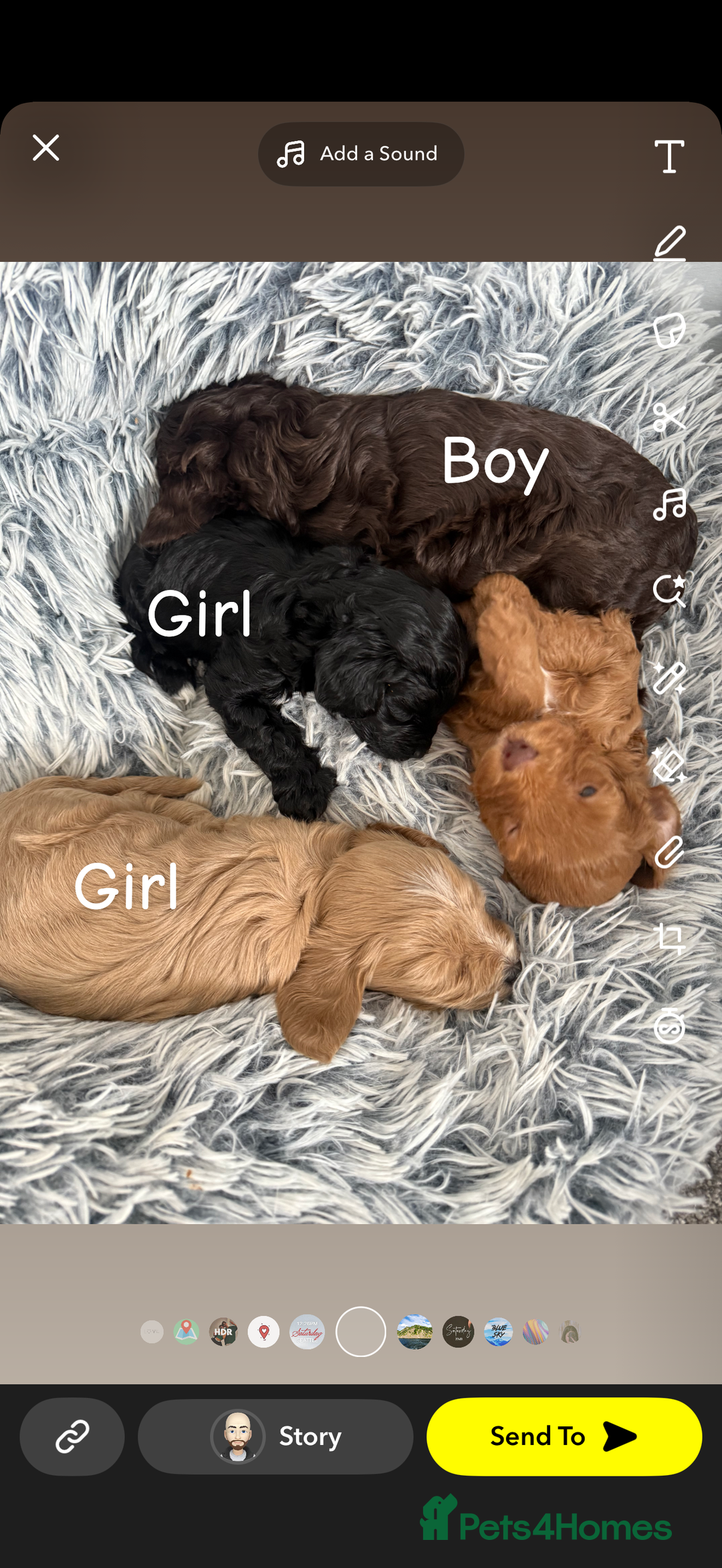 Cavapoo dogs for sale: Cavapoo puppies looking for forever homes - Image 4