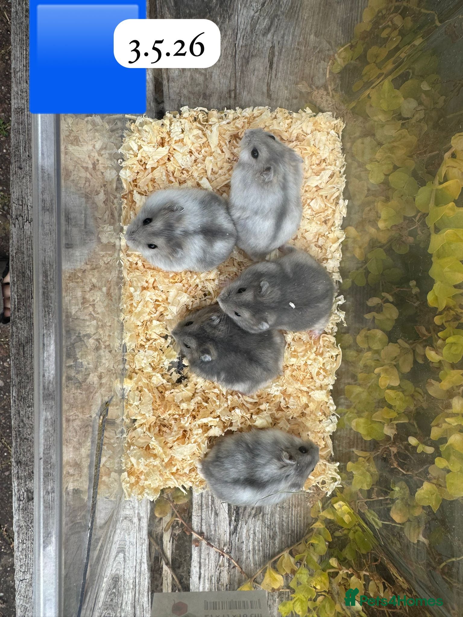 Hamster rodents for sale:  Beautiful baby winter white russian hamsters - Advert 5