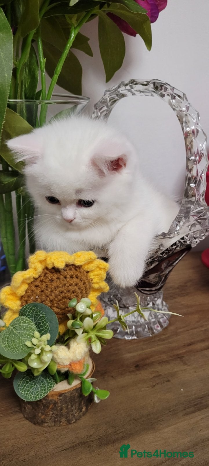 British Longhair cats British Longhair and Shorthair. Pure white.HEALTHY - Advert 17