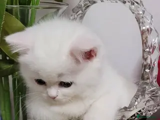 British Longhair cats British Longhair and Shorthair.Pure white & silver - Advert 2
