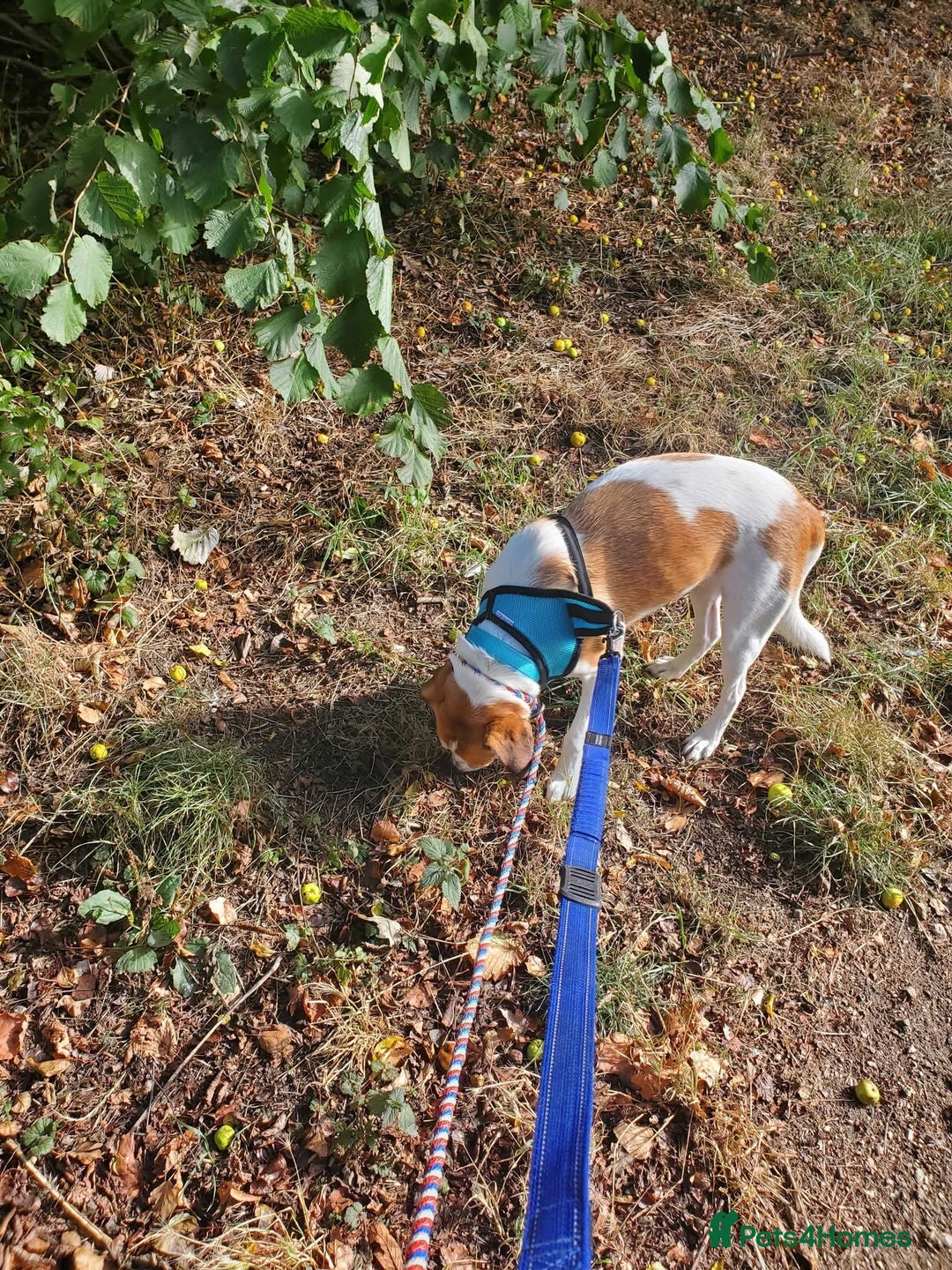 Mixed Breed dogs for adoption: Meet Bambi, currently residing in Sheffield - Image 17