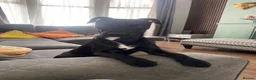 Patterdale Terrier dogs for sale: 10 month old Patterdale looking for forever home.  - Advert 2