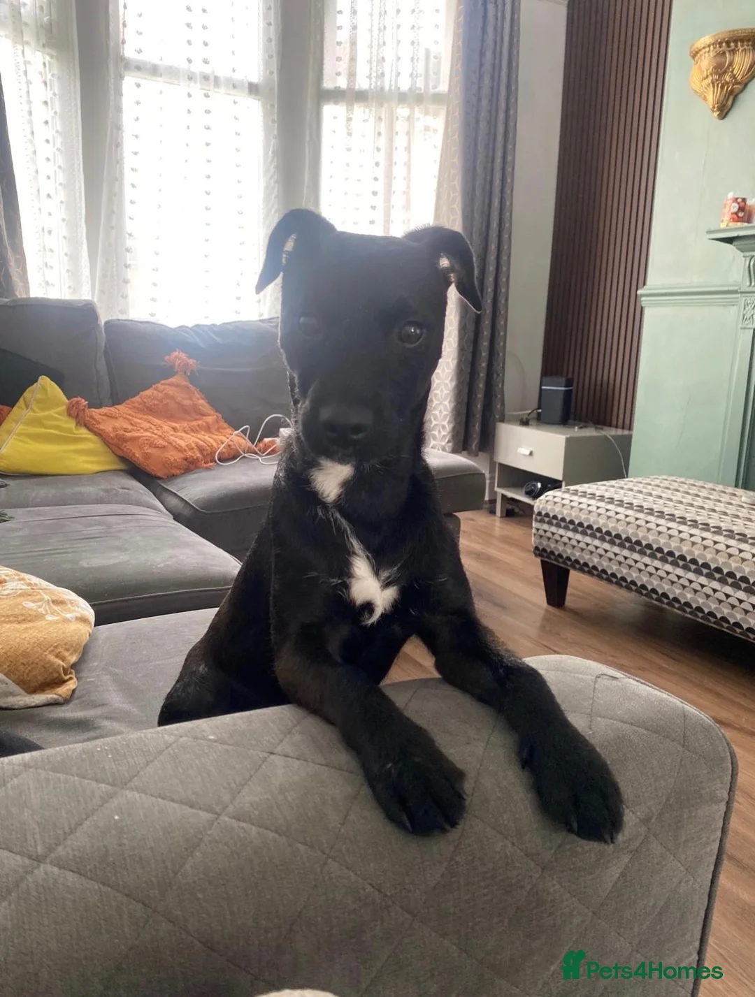 Patterdale Terrier dogs for sale: 10 month old Patterdale looking for forever home.  - Advert 2