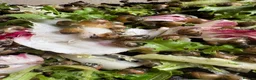 Snails invertebrates for sale: African snail babies  - Advert 6