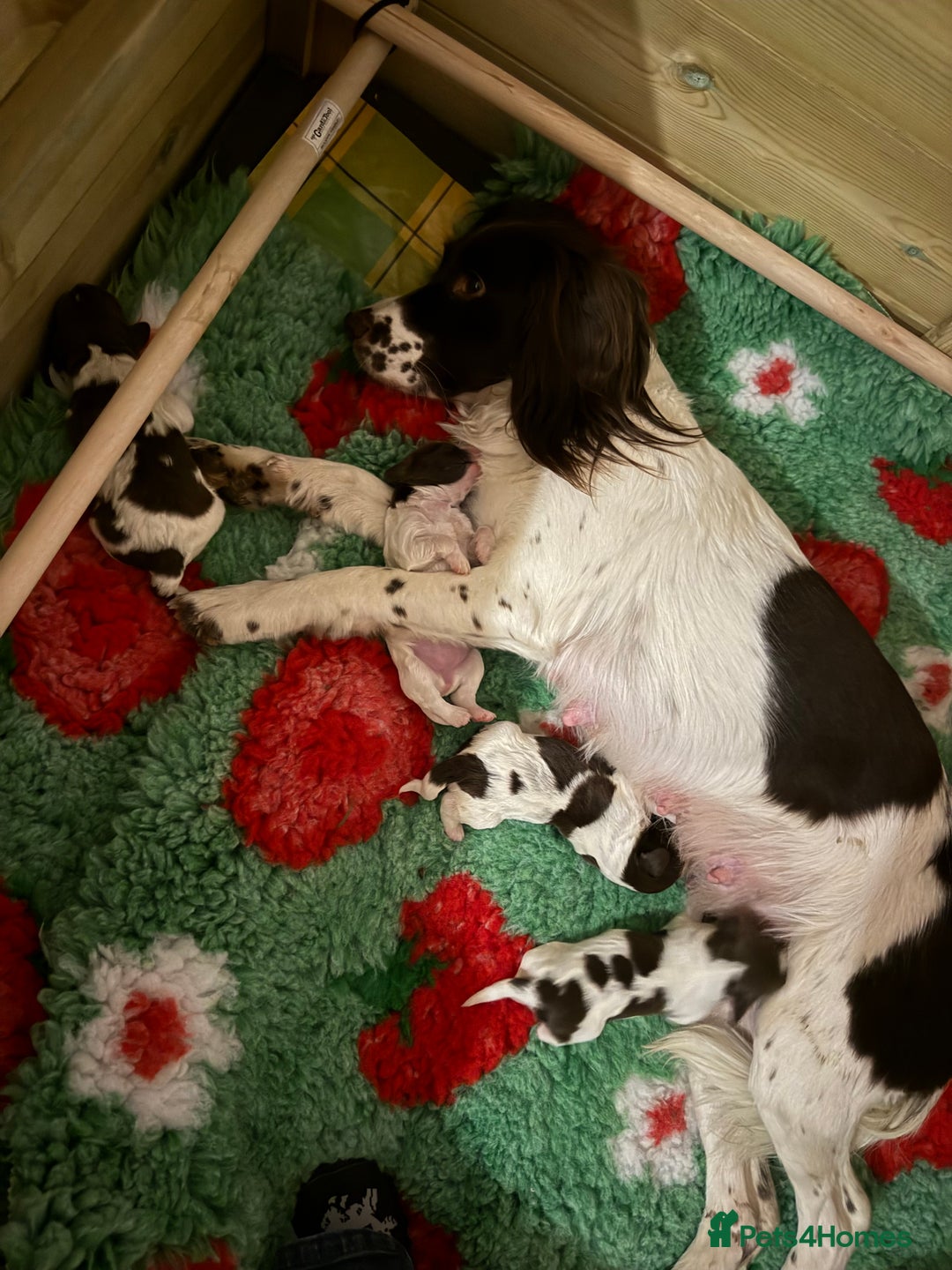 Sprocker dogs for sale: Exceptional F1B Sprocker Puppies - Advert 10