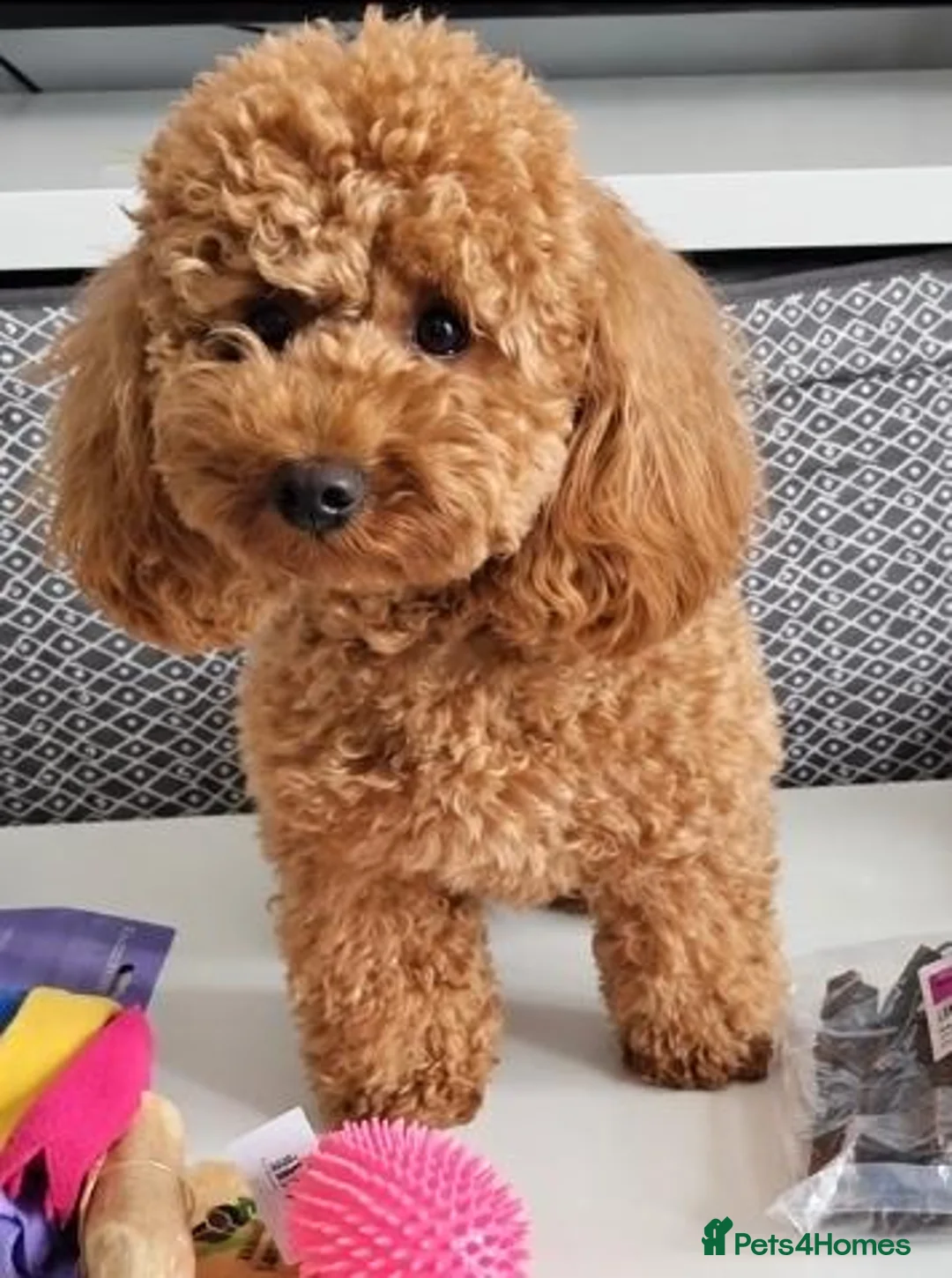 Poochon dogs for sale: Poppy is looking for the right home 🐾 - Advert 1