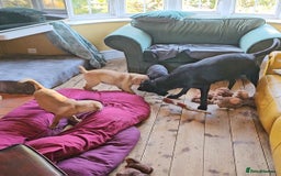 Labrador Retriever dogs for sale: 3 little girls for sale - Image 13