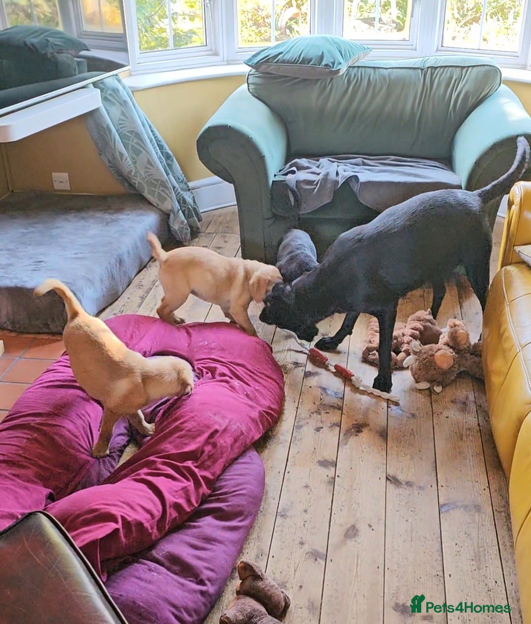Labrador Retriever dogs for sale: 3 little girls for sale - Image 13