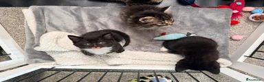Maine Coon Kitten 2 tuxedo Boy