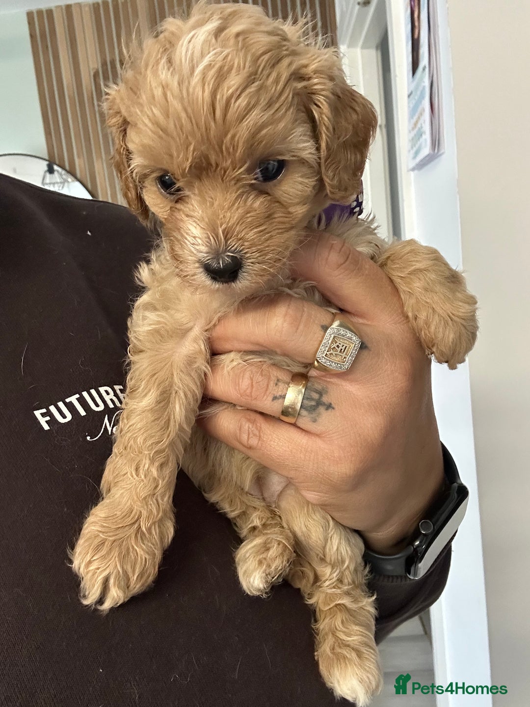 Cavapoo dogs for sale: Amazing quality litter of F1B Cavapoos  - Advert 16
