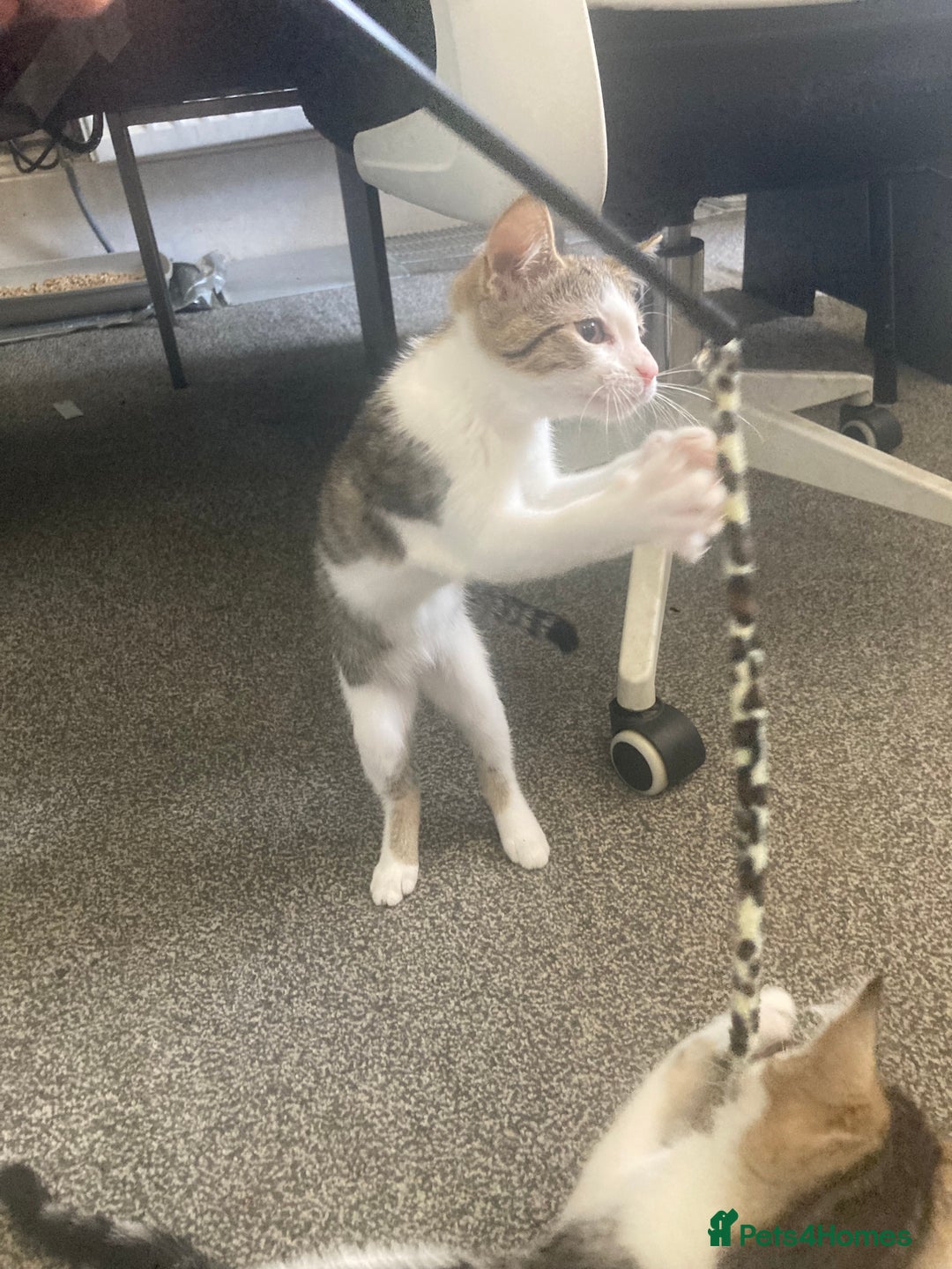 European cats for sale: 2 Adorable Kittens ready for their forever homes  - Image 12