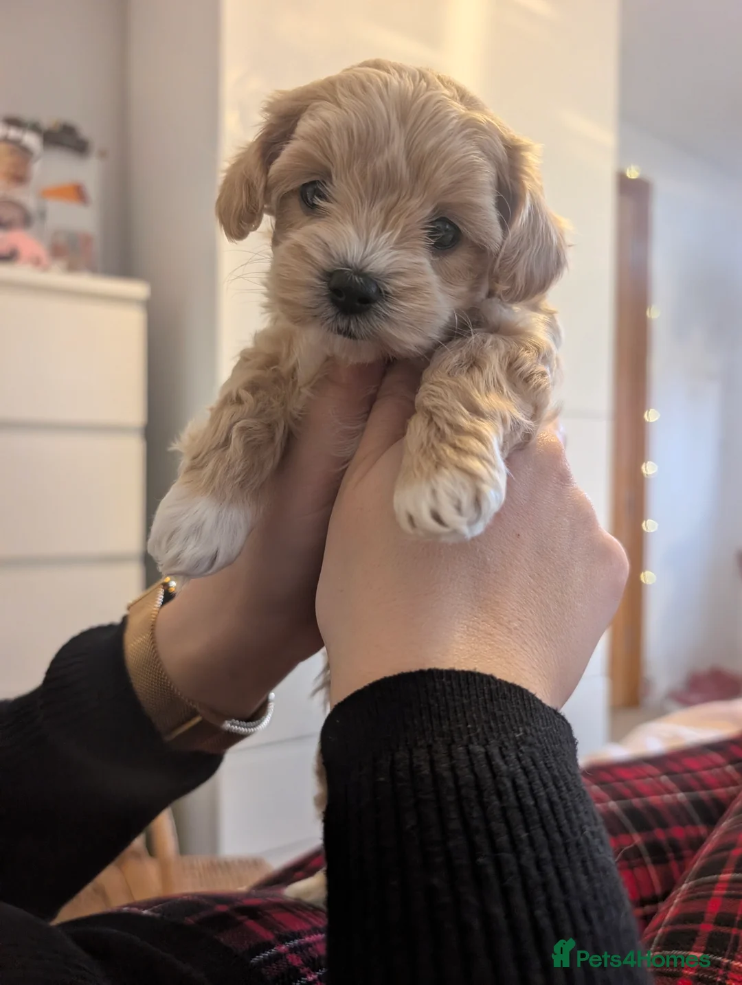 Maltipoo dogs for sale: Maltipoo puppies - Advert 9