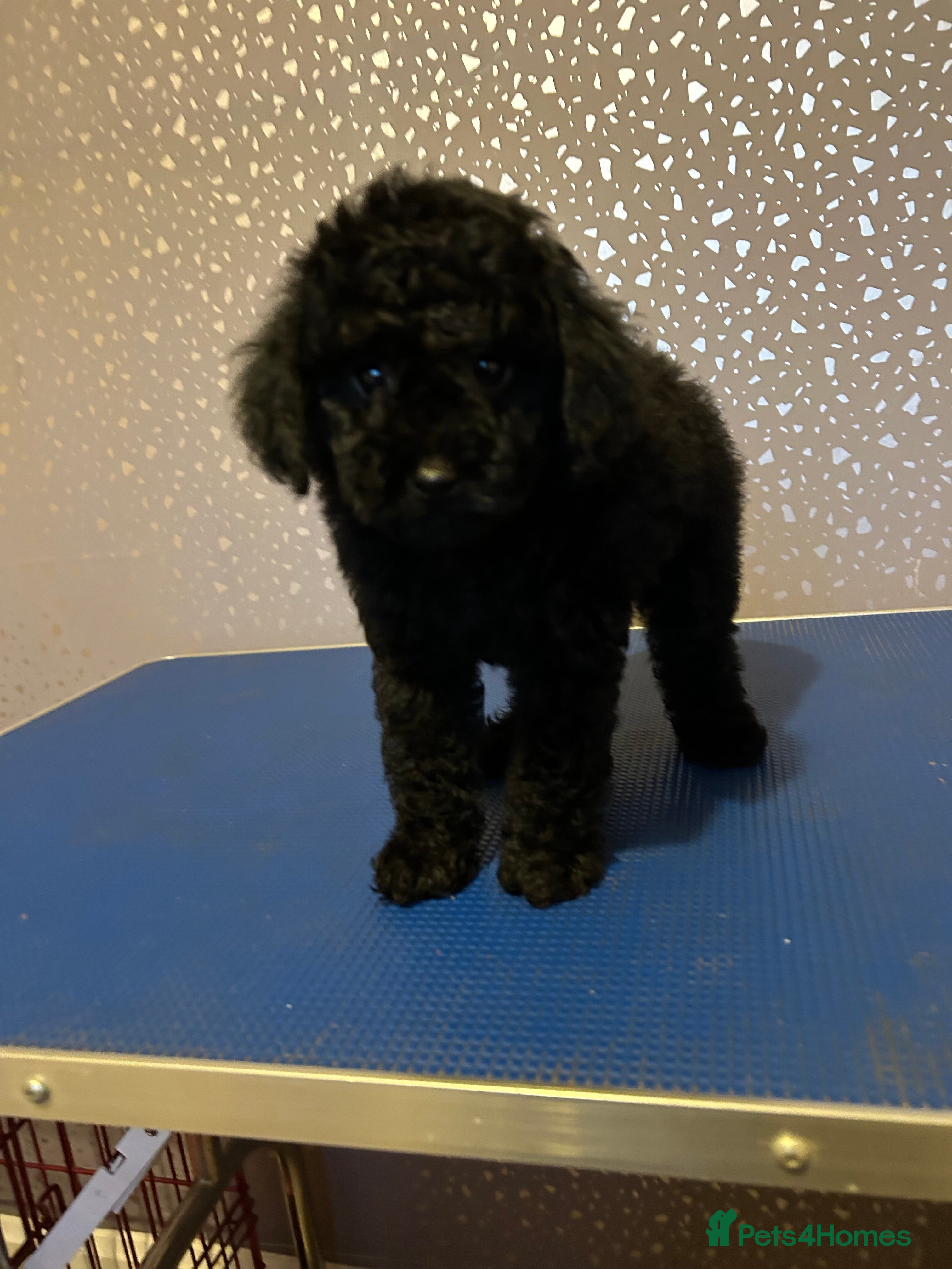 Toy Poodle dogs READY NOW LAST PUP KC toy poodles health tested - Advert 5
