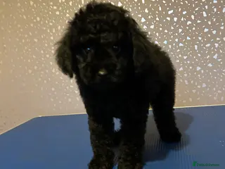 Toy Poodle dogs READY NOW LAST PUP KC toy poodles health tested - Advert 5