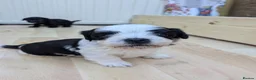 Morkie dogs for sale: Morkie puppies in Bradford - Advert 11