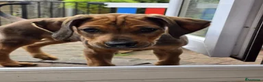 Rhodesian Ridgeback Puppy 1