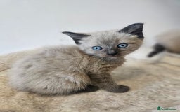 Ragamese cats for sale: 3/4 Ragdoll x 1/4 Siamese Kittens ♡ - Image 5